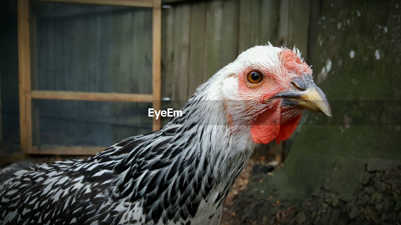 Close-up of hen at farm