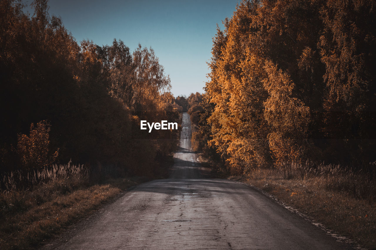 ROAD AMIDST TREES DURING AUTUMN