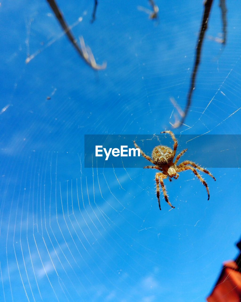 CLOSE-UP OF SPIDER AND WEB