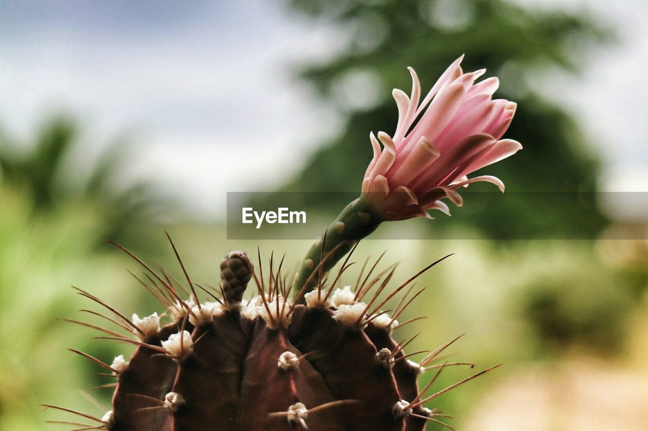 Close-up of fresh pink flower on spiked cactus