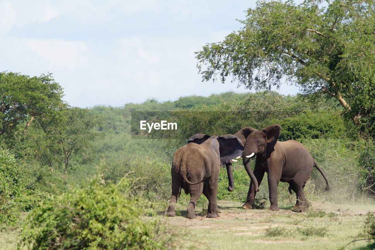 Two elephant bulls fighting in murchison falls national park, uganda