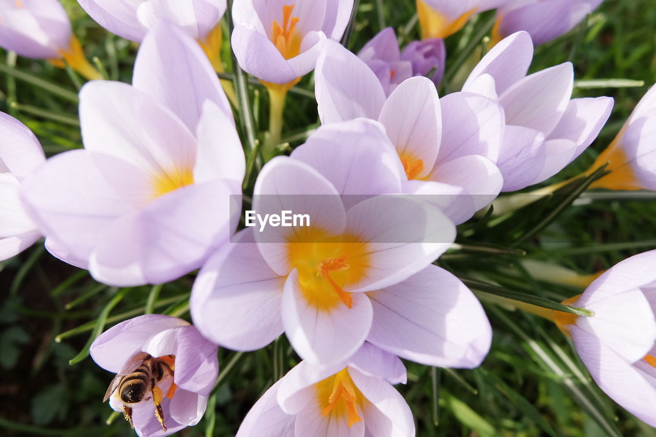 CLOSE-UP OF FLOWER BLOOMING OUTDOORS