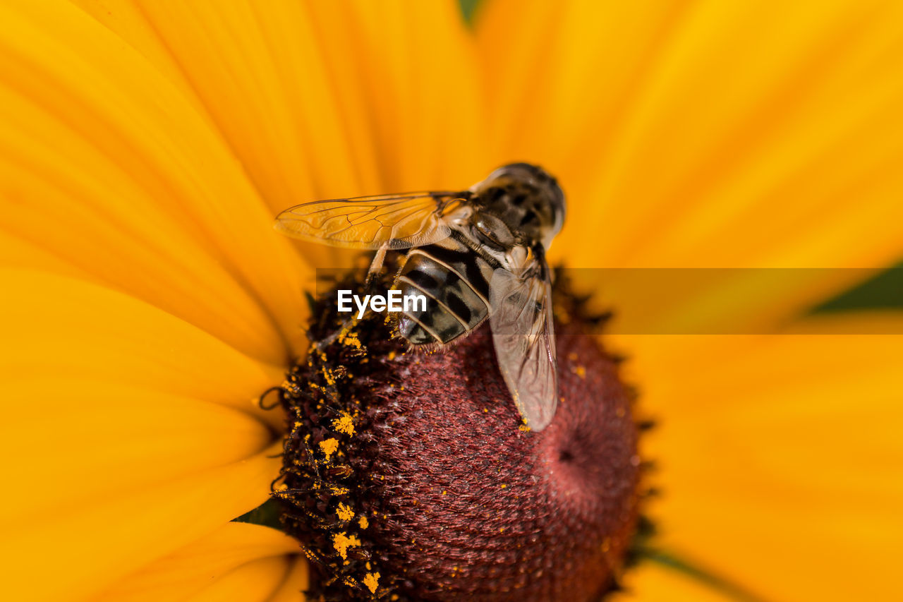 CLOSE-UP OF BEE POLLINATING YELLOW FLOWER