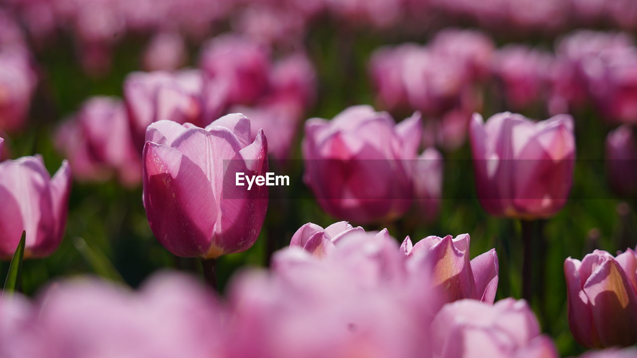 Close-up of pink tulips on field 