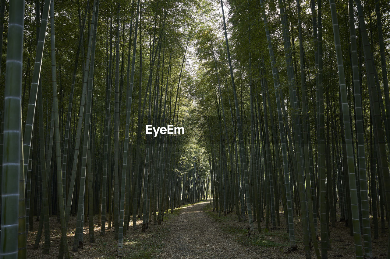 View of bamboo trees in forest