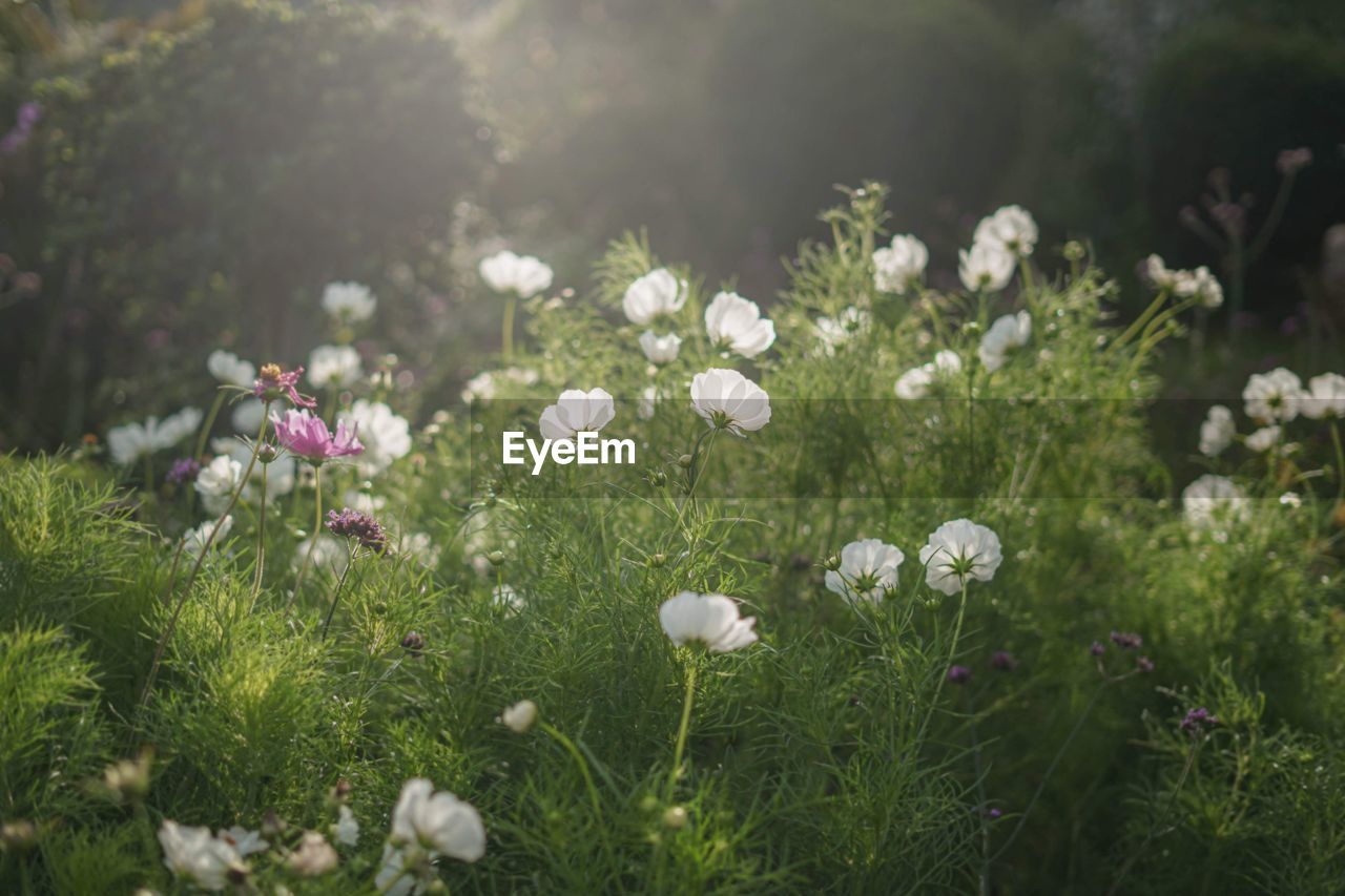 Close-up of white flowering plants on field