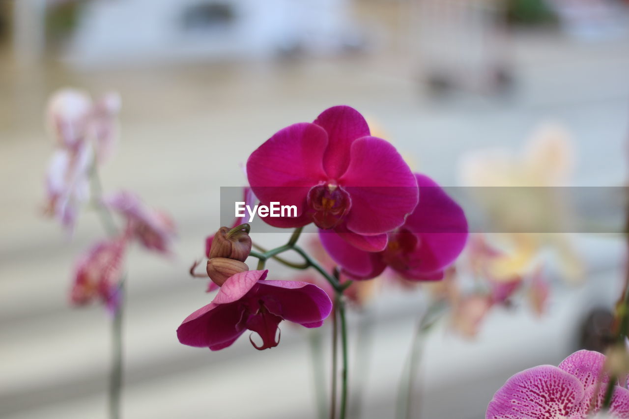 Close-up of pink orchids