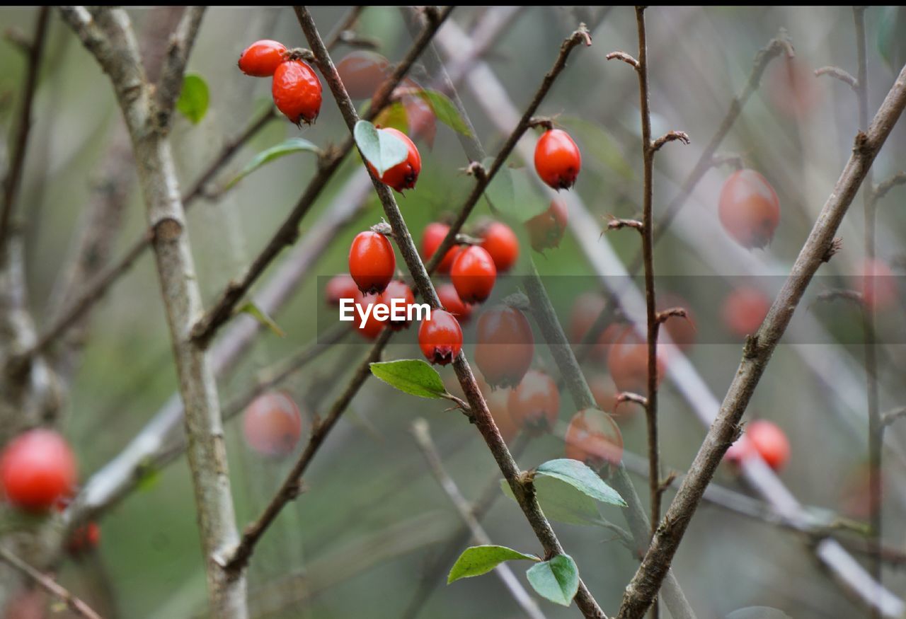 CLOSE-UP OF TOMATOES GROWING ON TREE