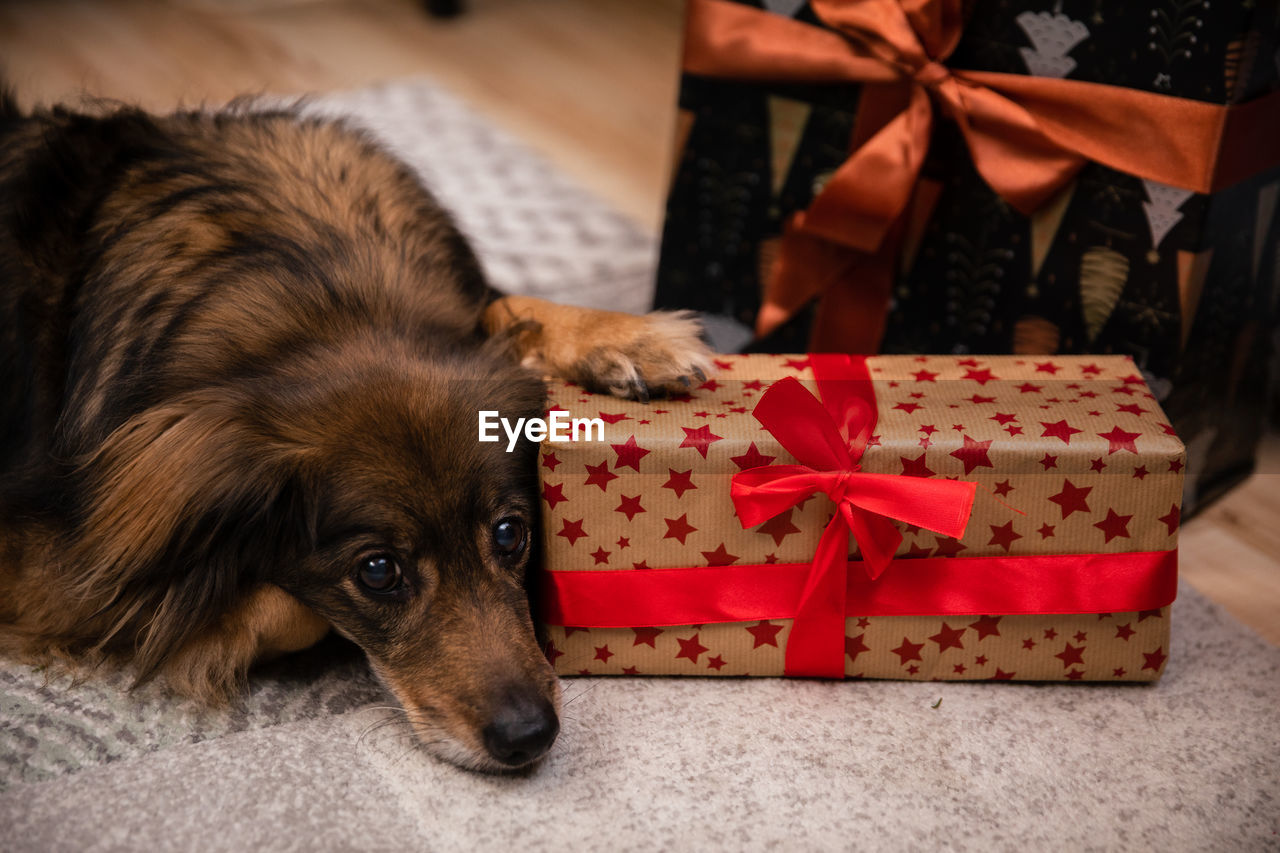 A mongrel dog guards his gift package. long coat.