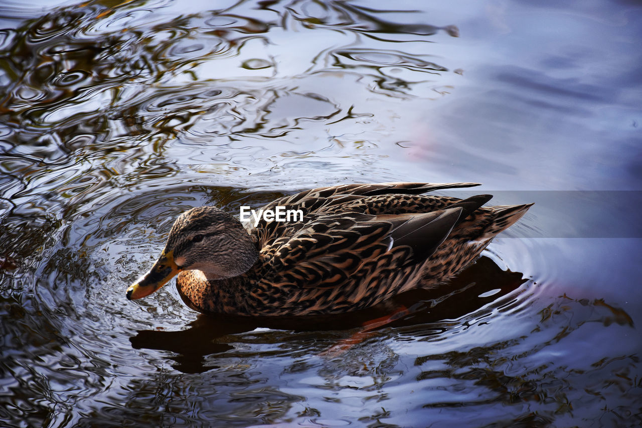 mallard duck swimming in lake