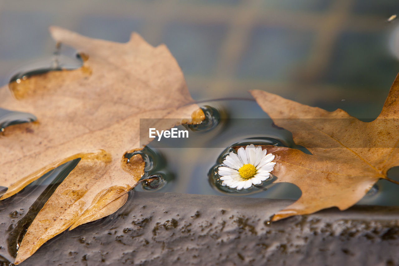 CLOSE-UP OF DRY MAPLE LEAVES ON WATER