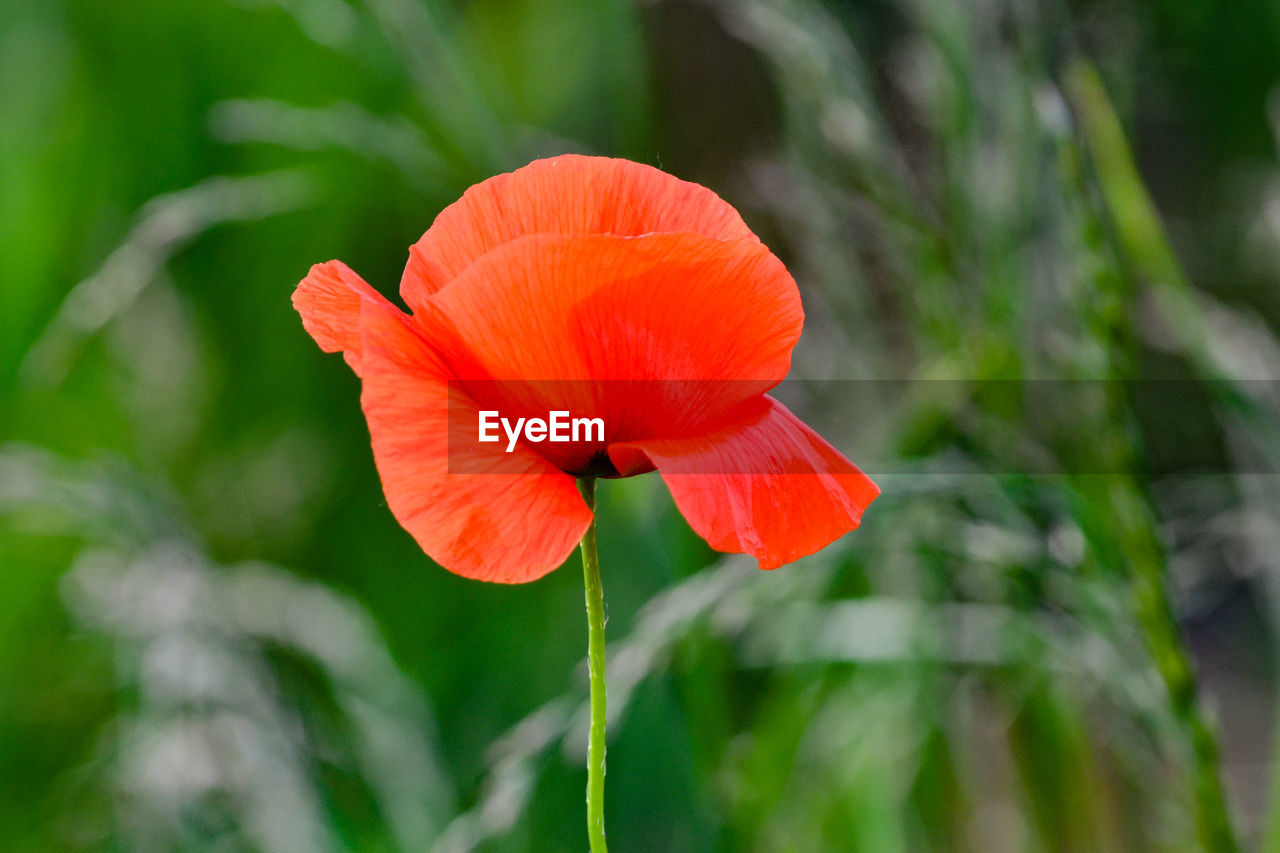 Close-up of red hibiscus flower