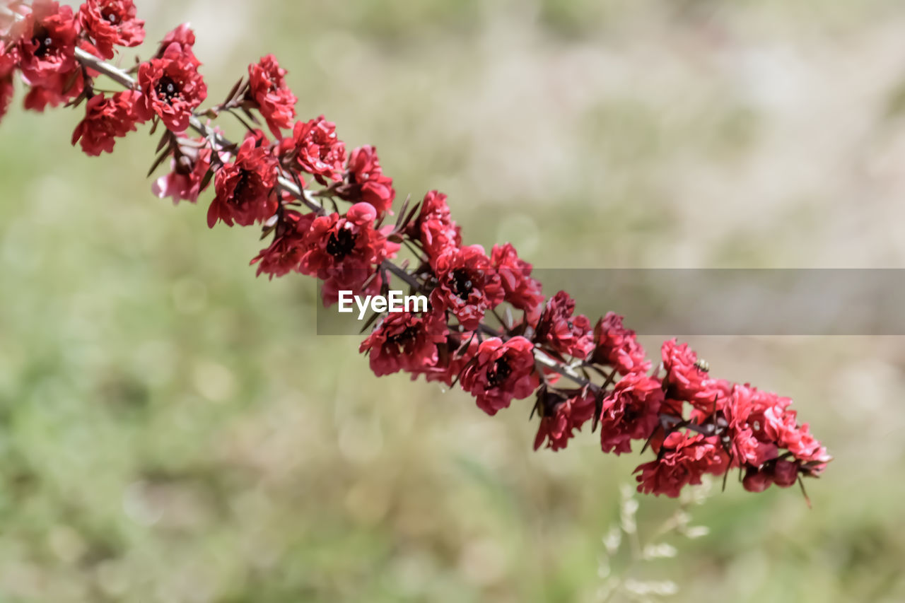 Close-up of red flowering plant