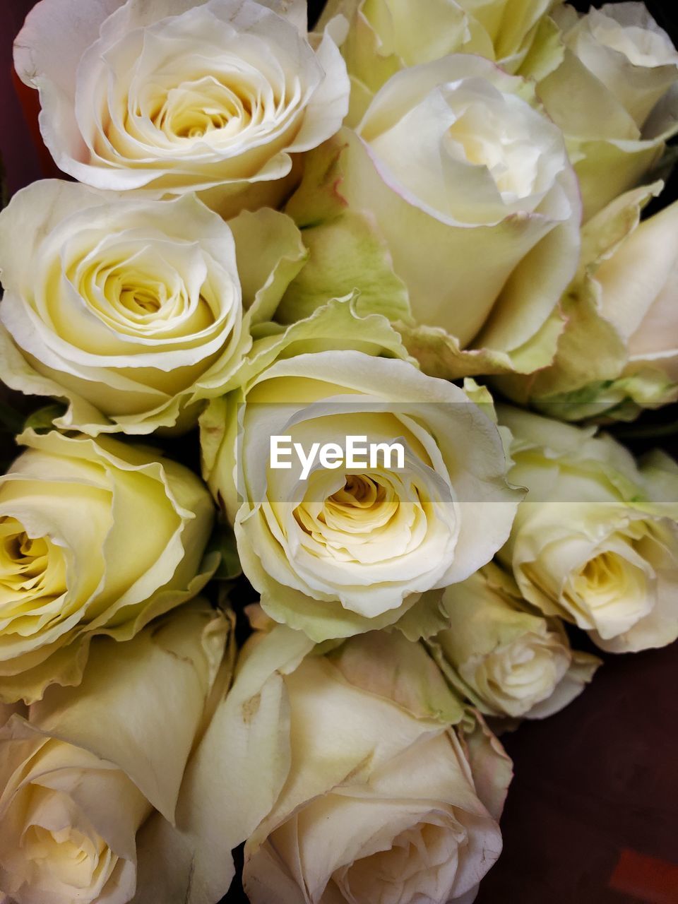 CLOSE-UP OF ROSE BOUQUET ON WHITE ROSES