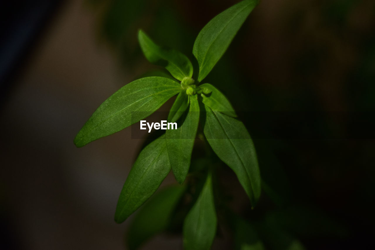 CLOSE-UP OF FRESH GREEN LEAVES