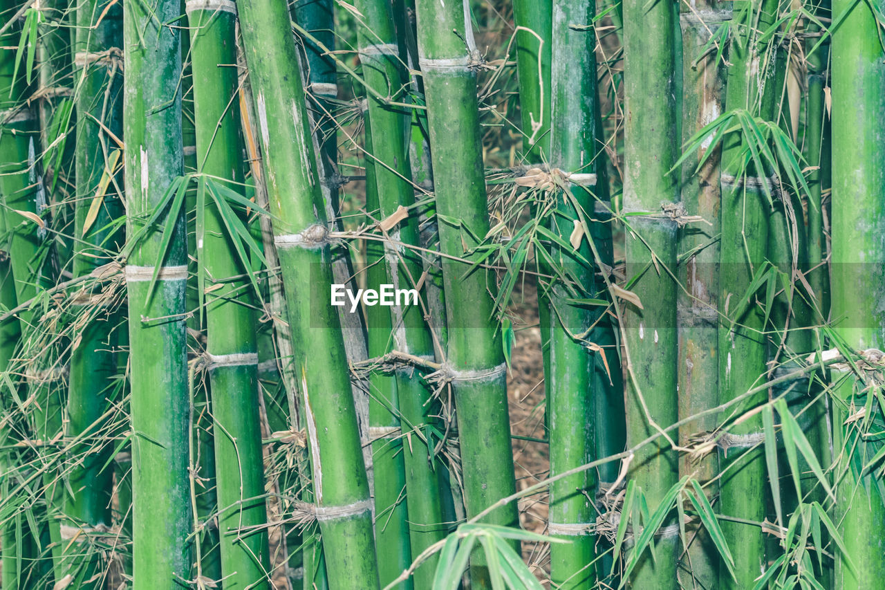 CLOSE-UP OF BAMBOO PLANTS
