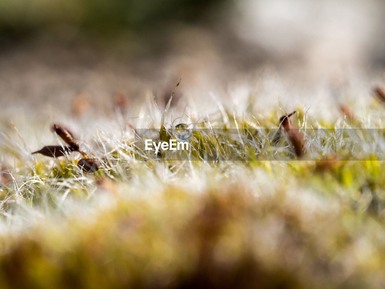PLANT GROWING ON FIELD