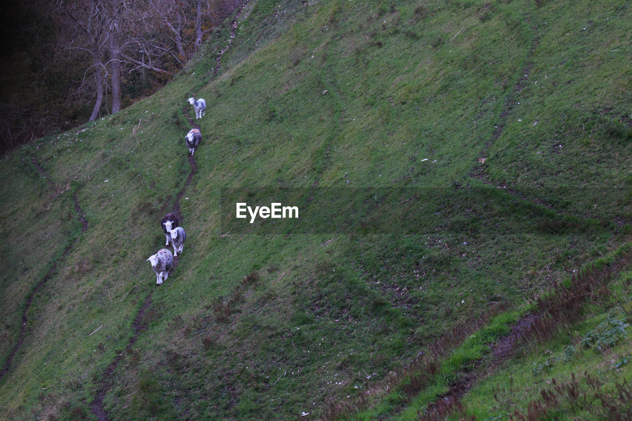 HIGH ANGLE VIEW OF TREES ON FIELD