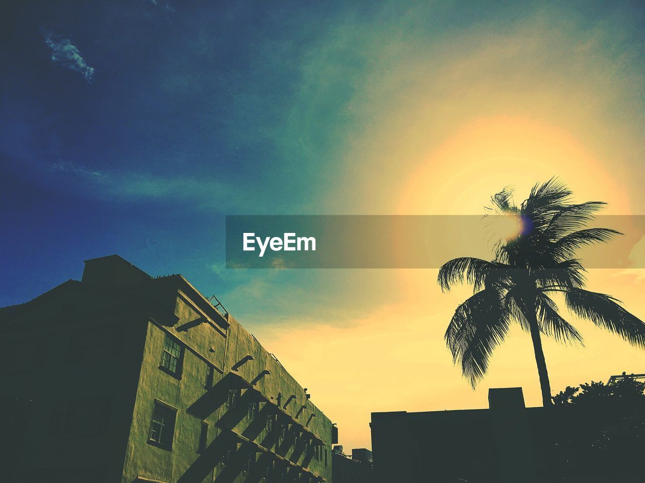 Low angle view of silhouette palm tree against sky