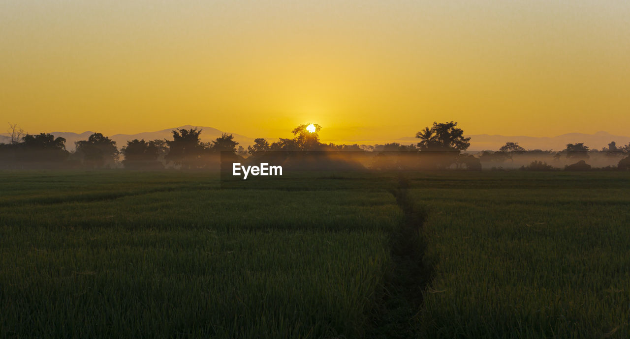 SCENIC VIEW OF FIELD AGAINST ORANGE SKY