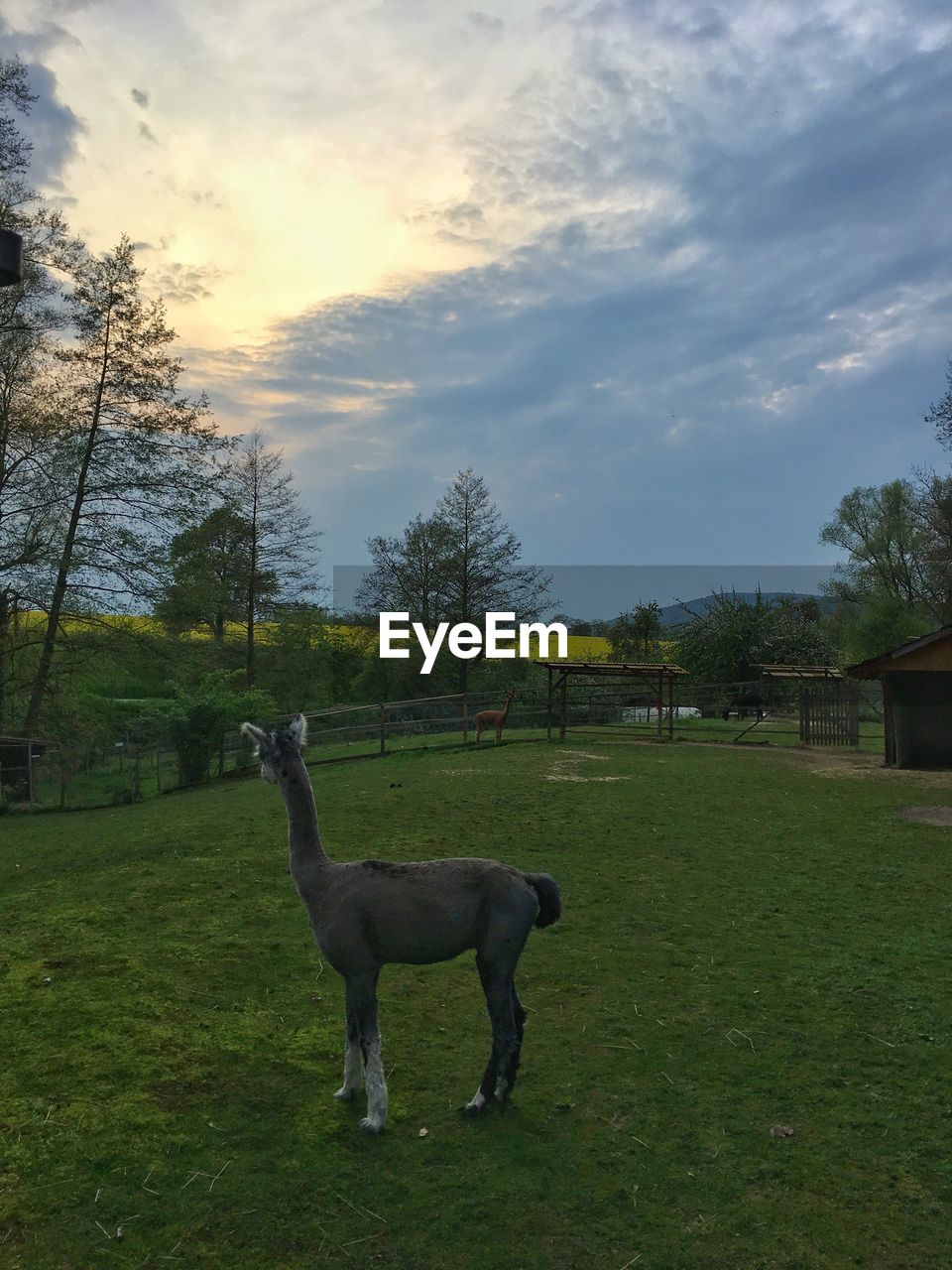 HORSE ON FIELD AGAINST TREES