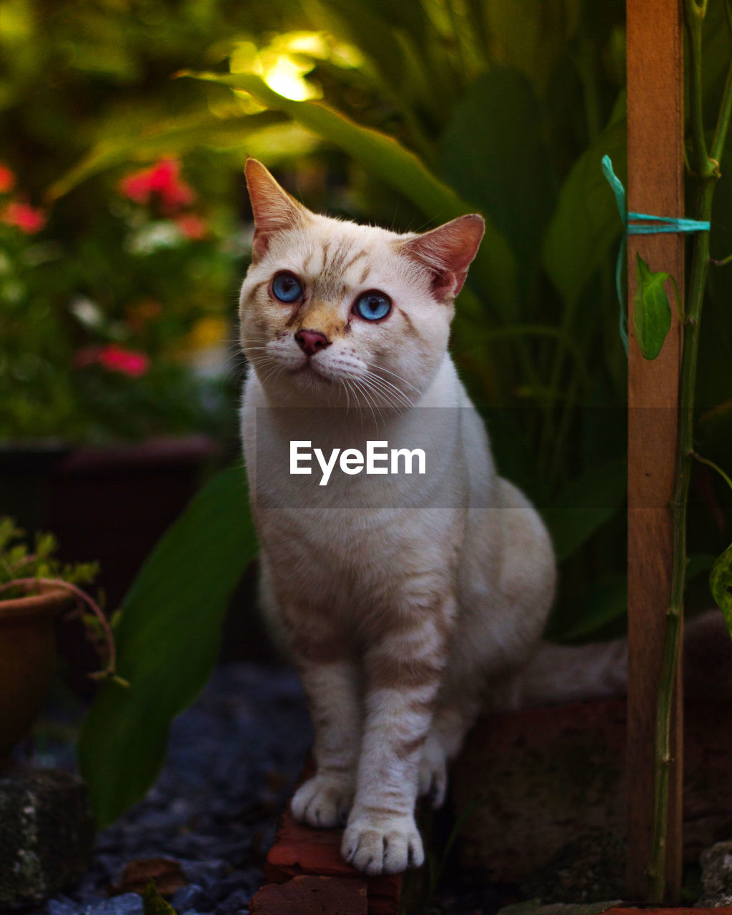 Portrait of cat sitting by plant in yard