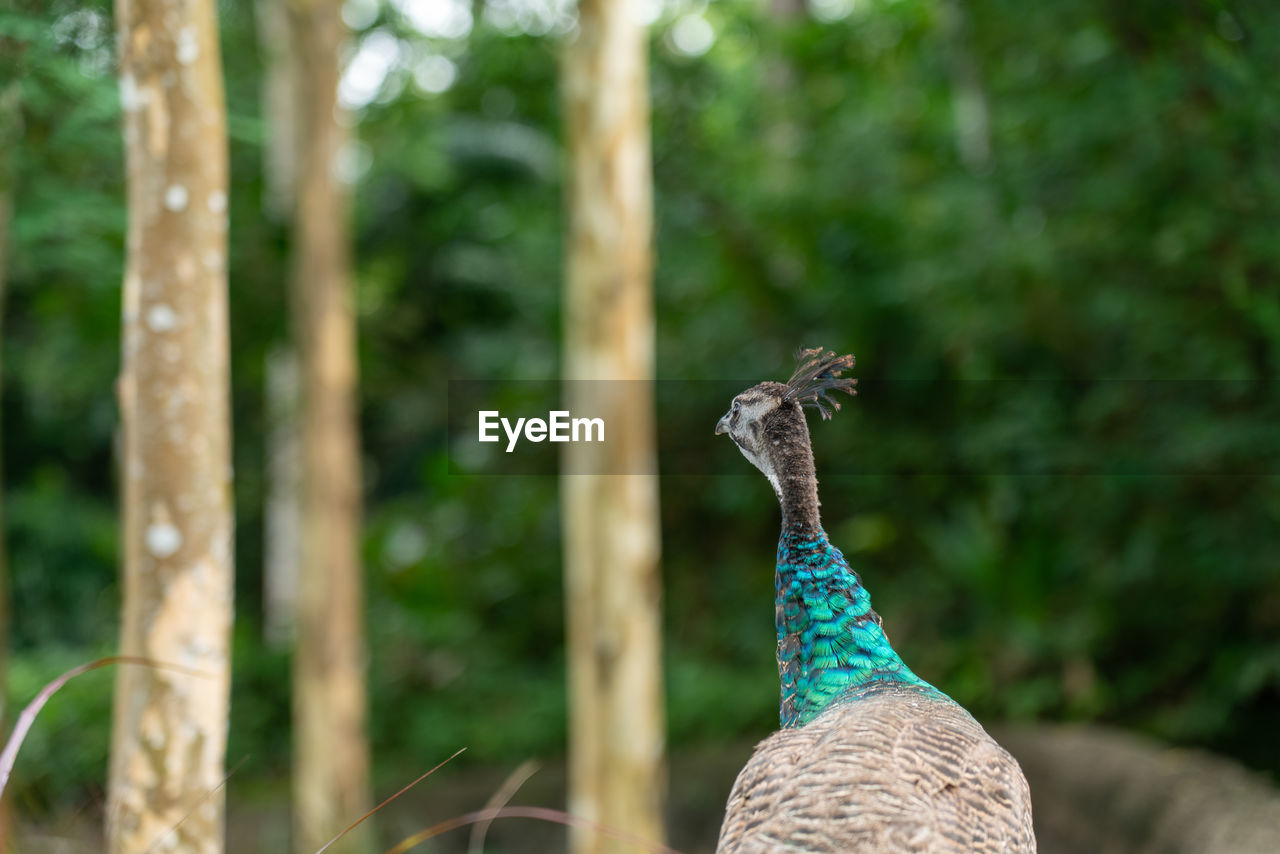 CLOSE-UP OF A BIRD AGAINST BLURRED TREES