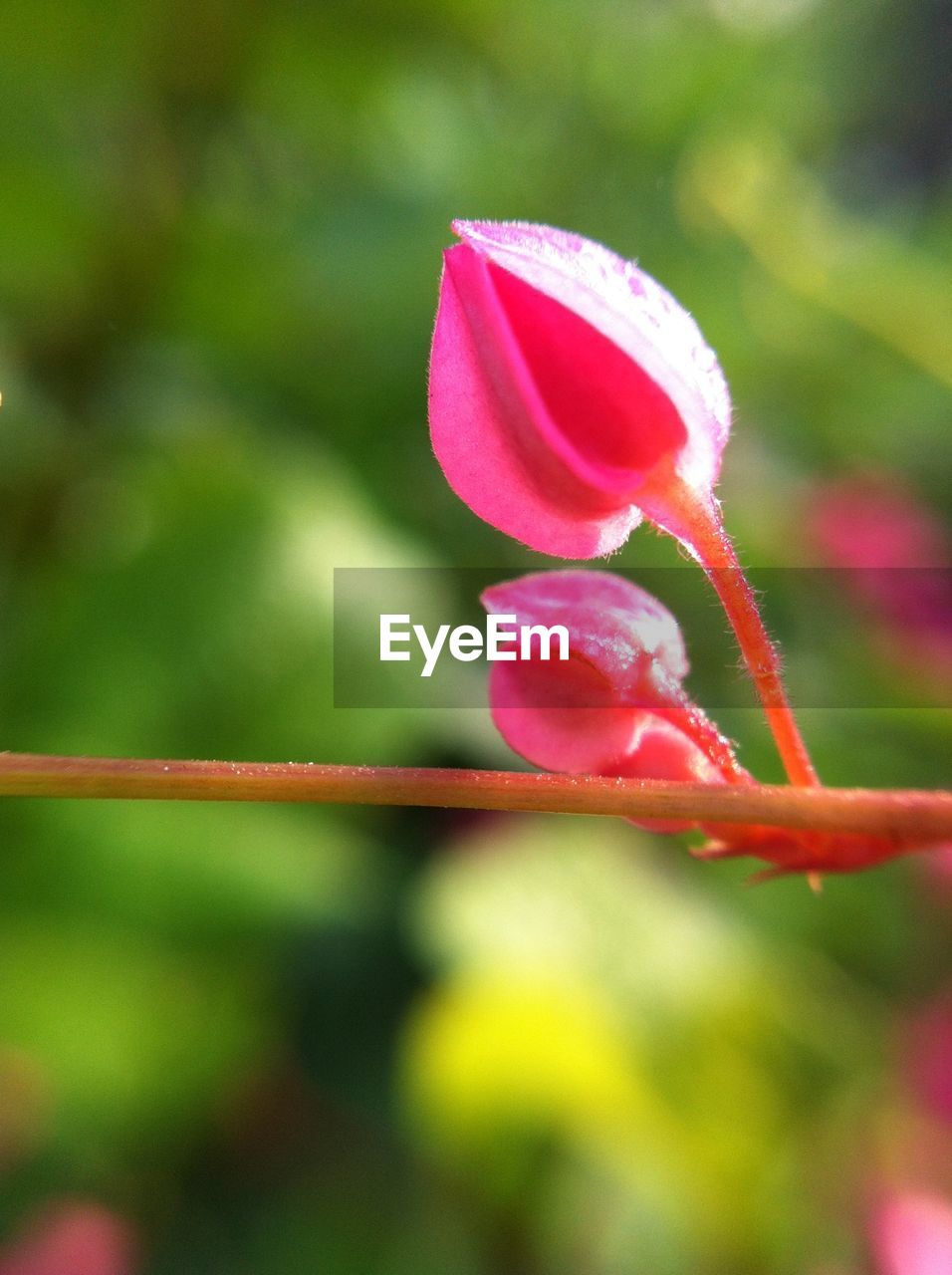 Close-up of flower buds growing outdoors