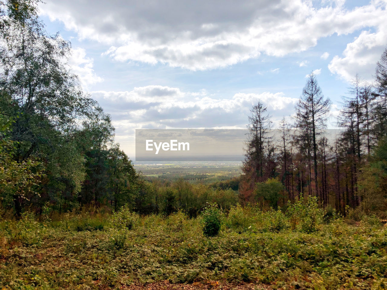 TREES GROWING ON FIELD AGAINST SKY