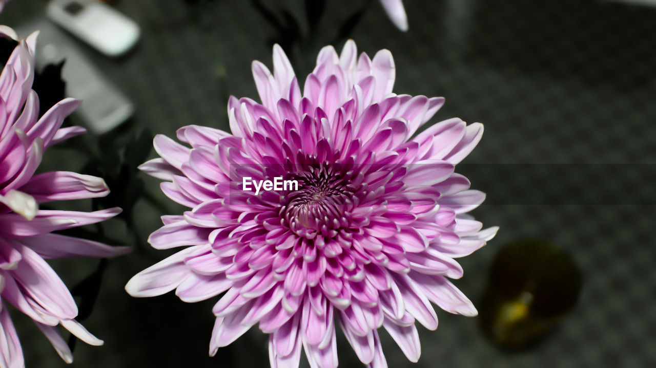 Close-up of pink flowers blooming outdoors