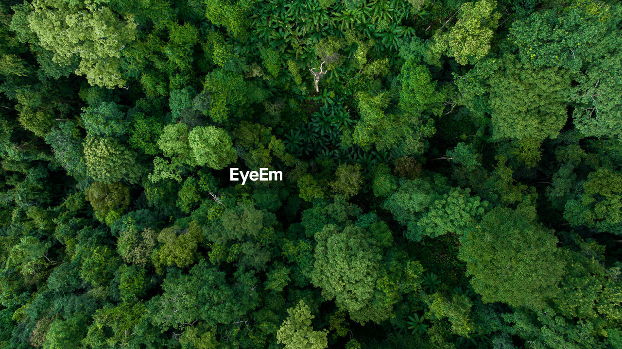 Aerial top view forest green tree, rainforest ecosystem and healthy environment background.