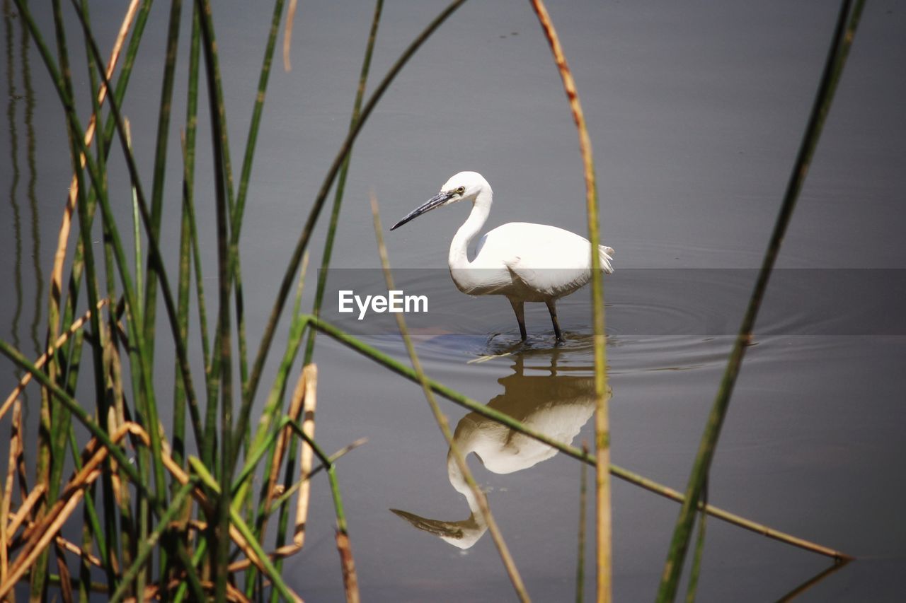 View of crane bird in lake