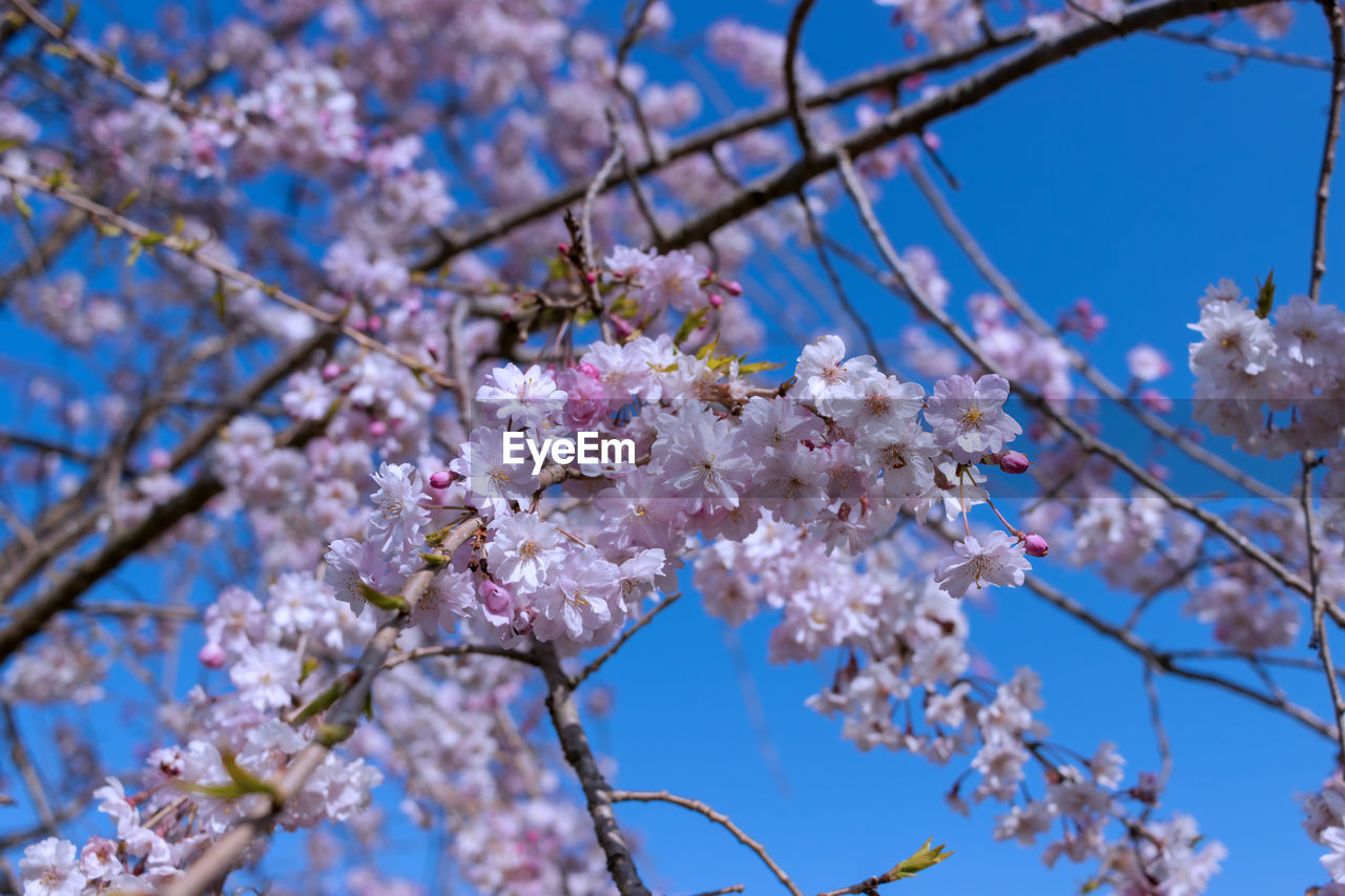 plant, blossom, flower, flowering plant, tree, springtime, fragility, freshness, beauty in nature, growth, branch, nature, cherry blossom, sky, pink, low angle view, cherry tree, no people, spring, close-up, day, focus on foreground, botany, produce, outdoors, blue, fruit tree, inflorescence, twig, petal, flower head, clear sky, almond tree, selective focus, agriculture