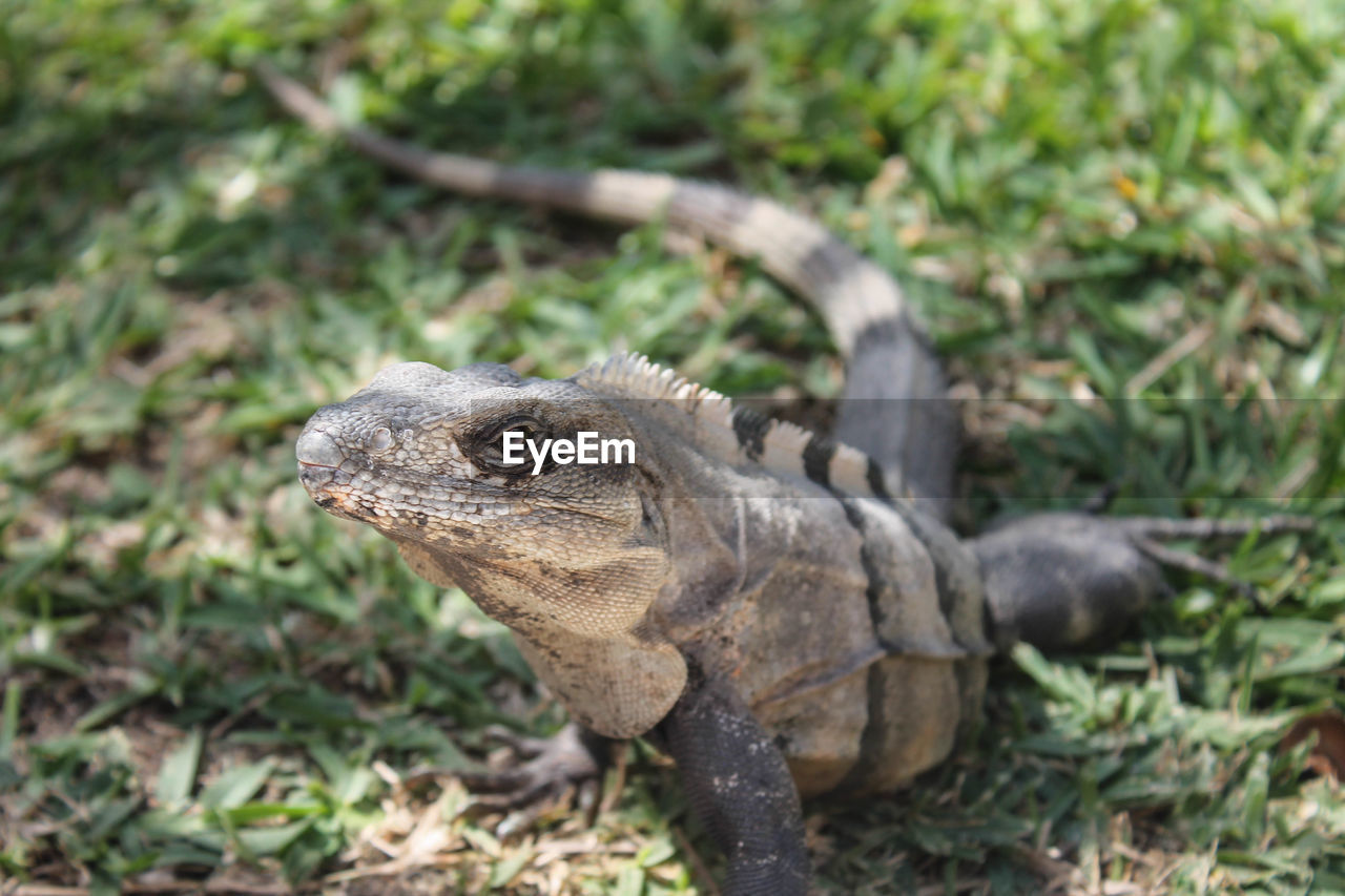 animal themes, animal, animal wildlife, reptile, one animal, wildlife, lizard, nature, iguana, no people, plant, land, focus on foreground, day, outdoors, animal body part, wall lizard, travel destinations