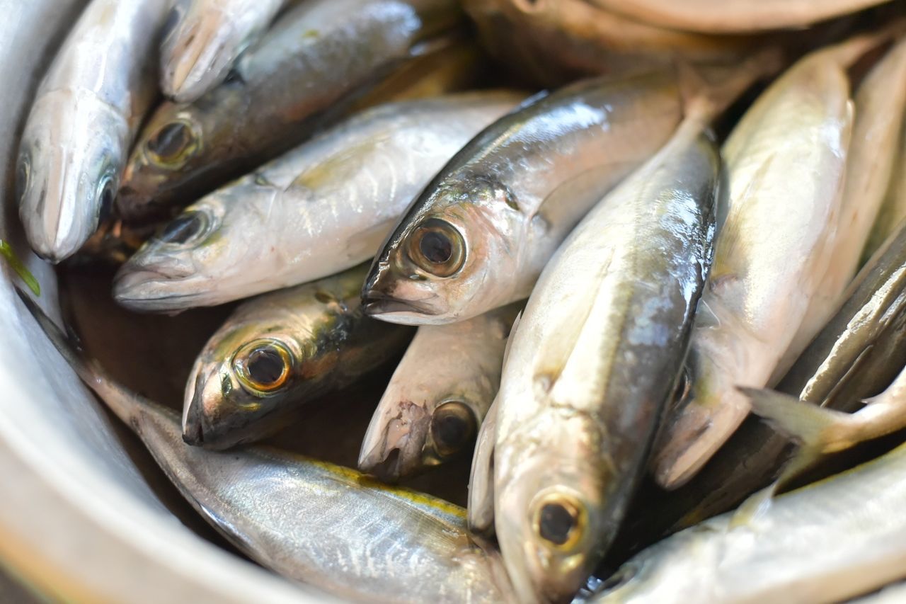 Close-up of fish for sale