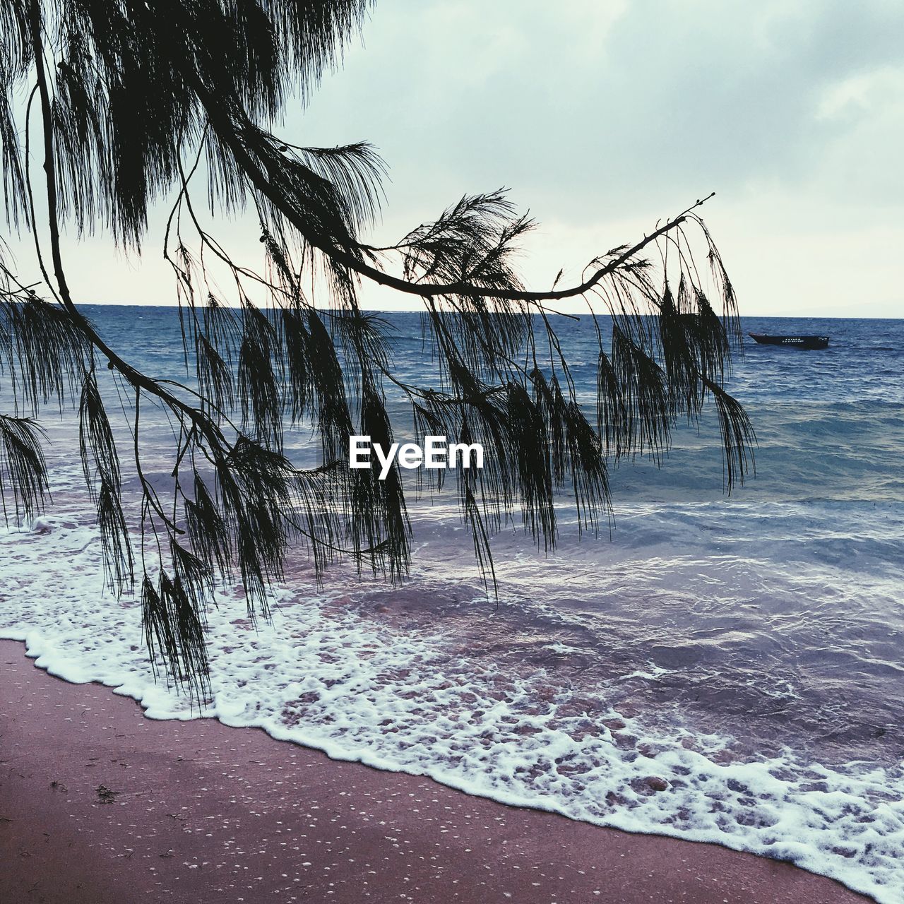 TREE ON BEACH AGAINST SKY