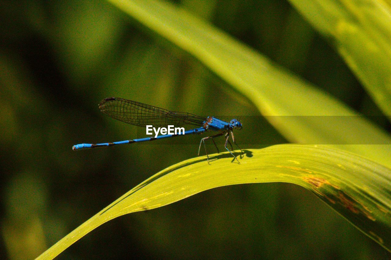 CLOSE-UP OF A DRAGONFLY ON A PLANT