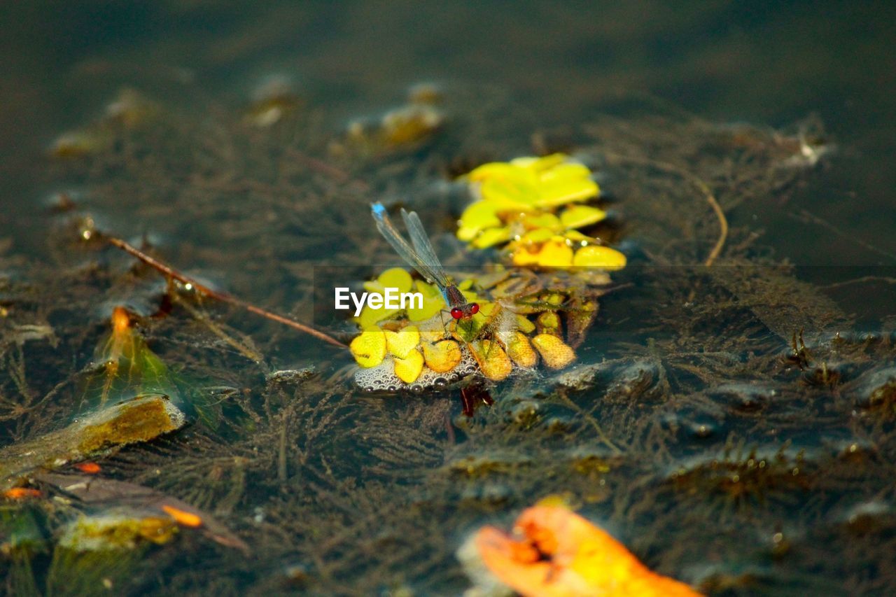 Dragonfly on plant in water