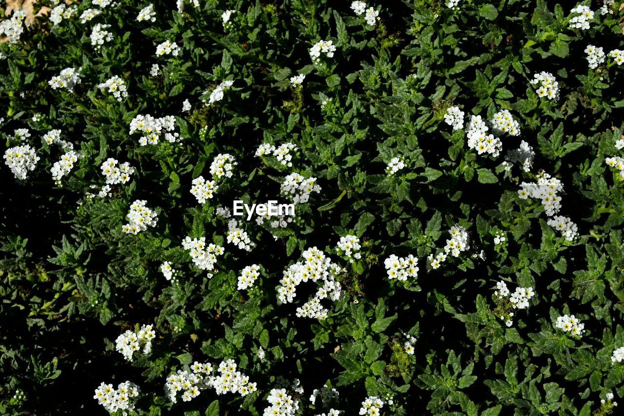 VIEW OF WHITE FLOWERING PLANTS ON FIELD