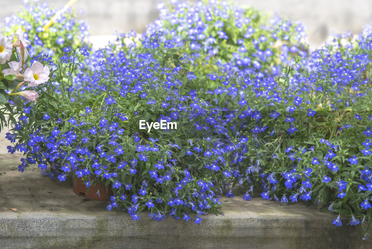 CLOSE-UP OF PURPLE FLOWERING PLANTS AGAINST BLUE SKY