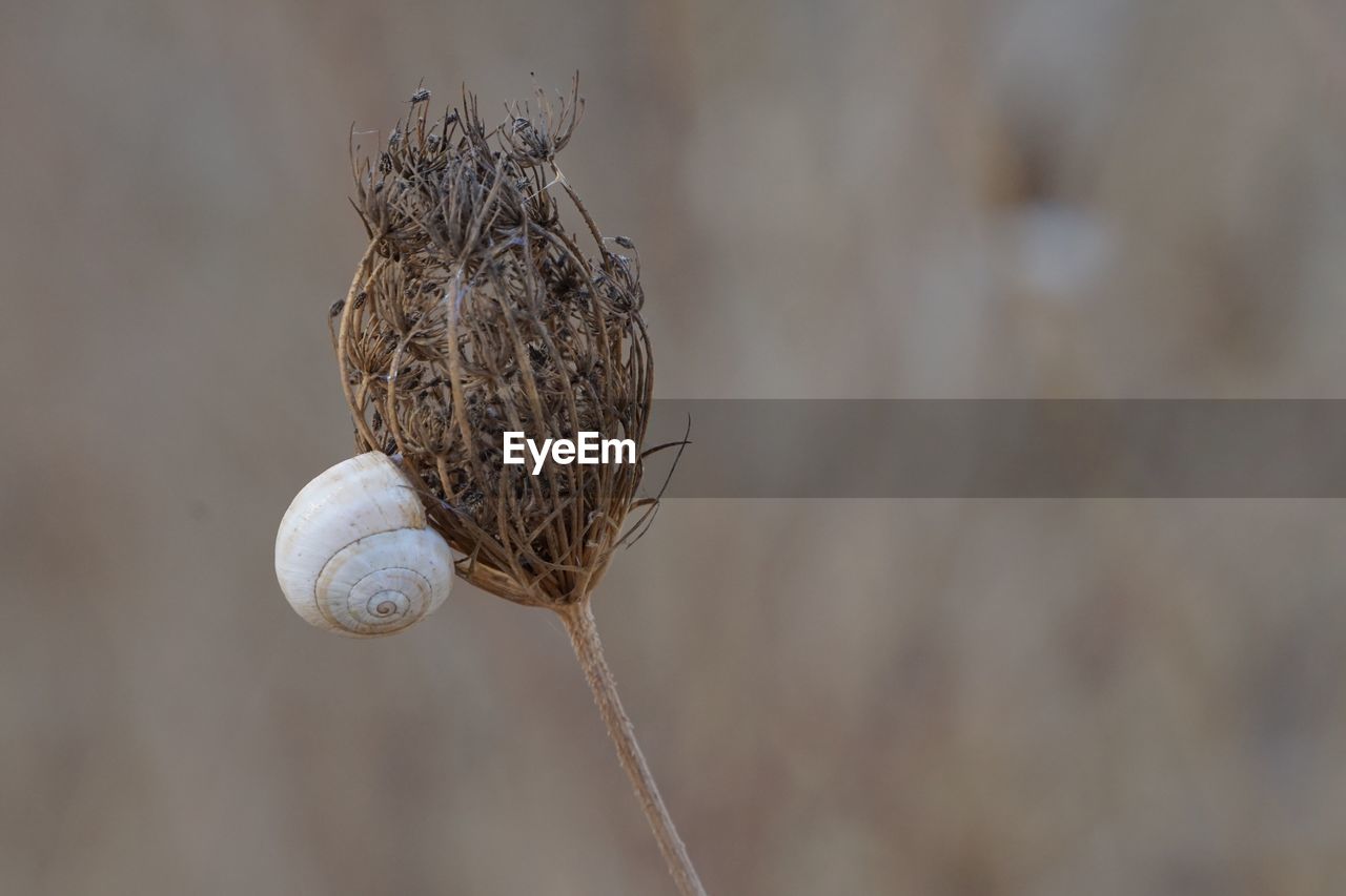 Close-up of dry plant