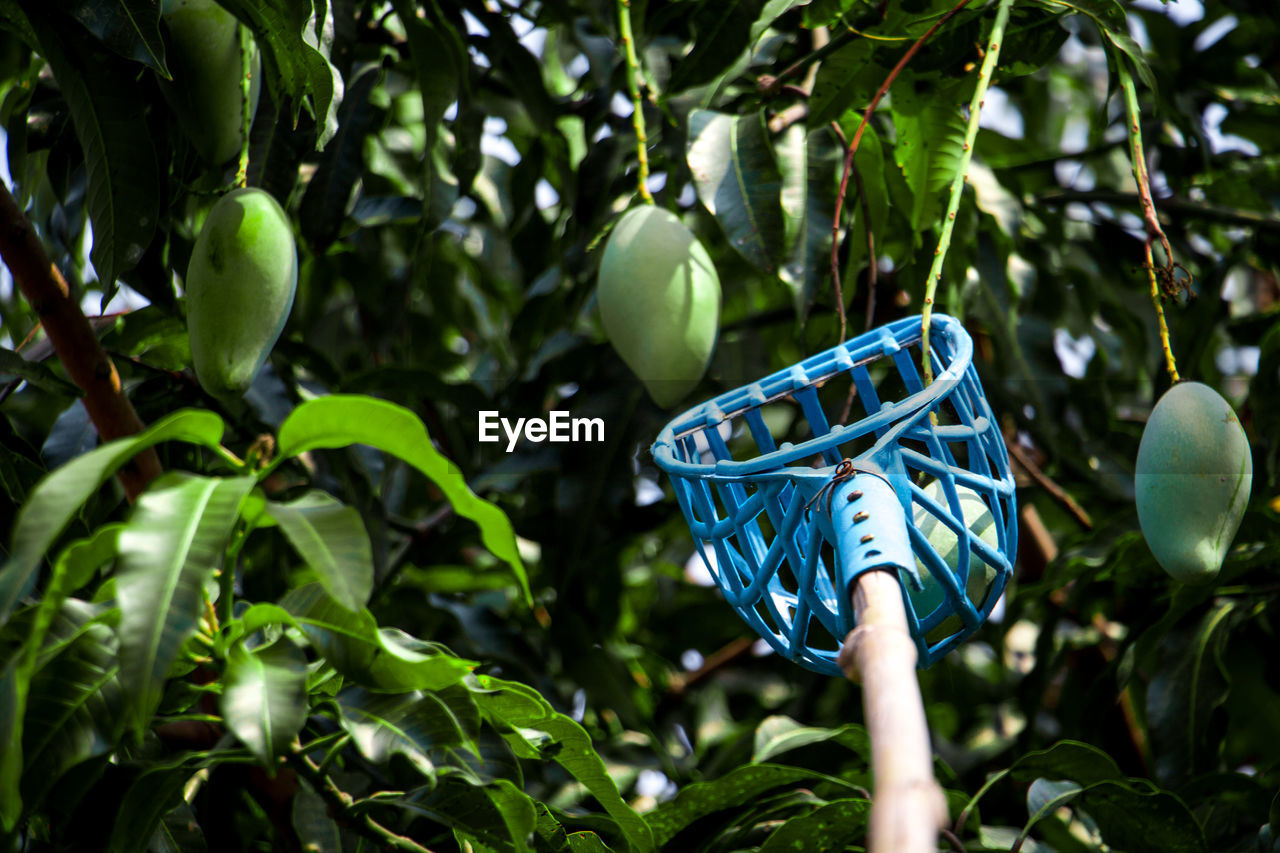 CLOSE-UP OF FRUIT GROWING ON PLANT