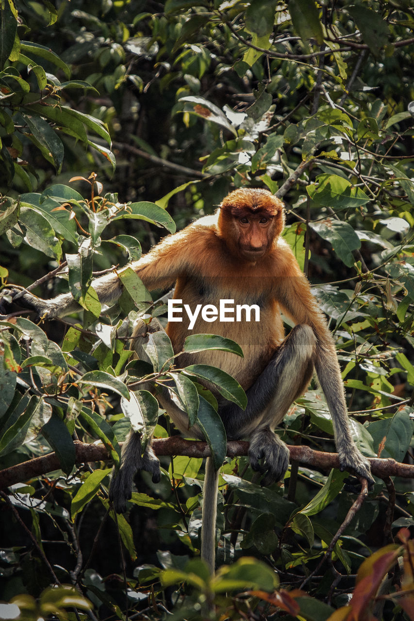 close-up of monkey on tree