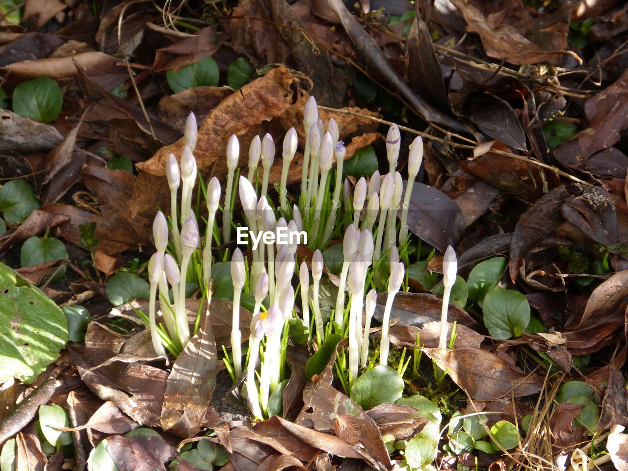 PLANTS GROWING ON FIELD