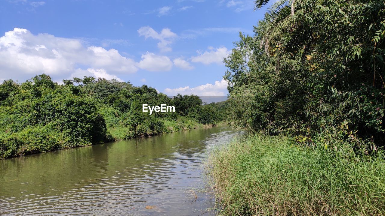 TREES BY RIVER AGAINST SKY