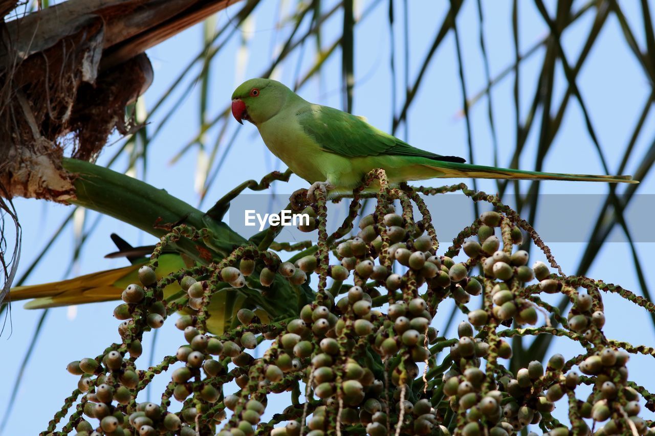 LOW ANGLE VIEW OF BIRD PERCHING ON BRANCH