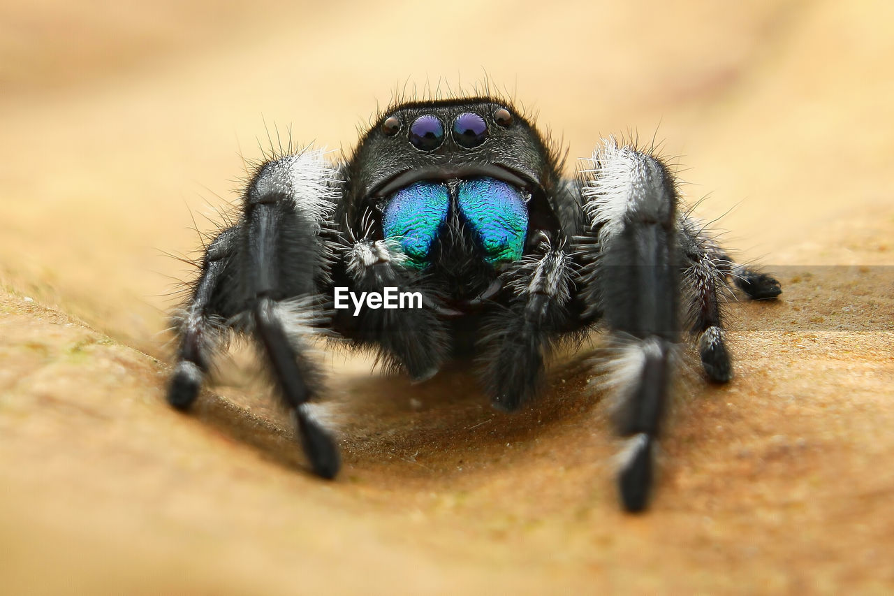 CLOSE-UP OF SPIDER ON THE WALL