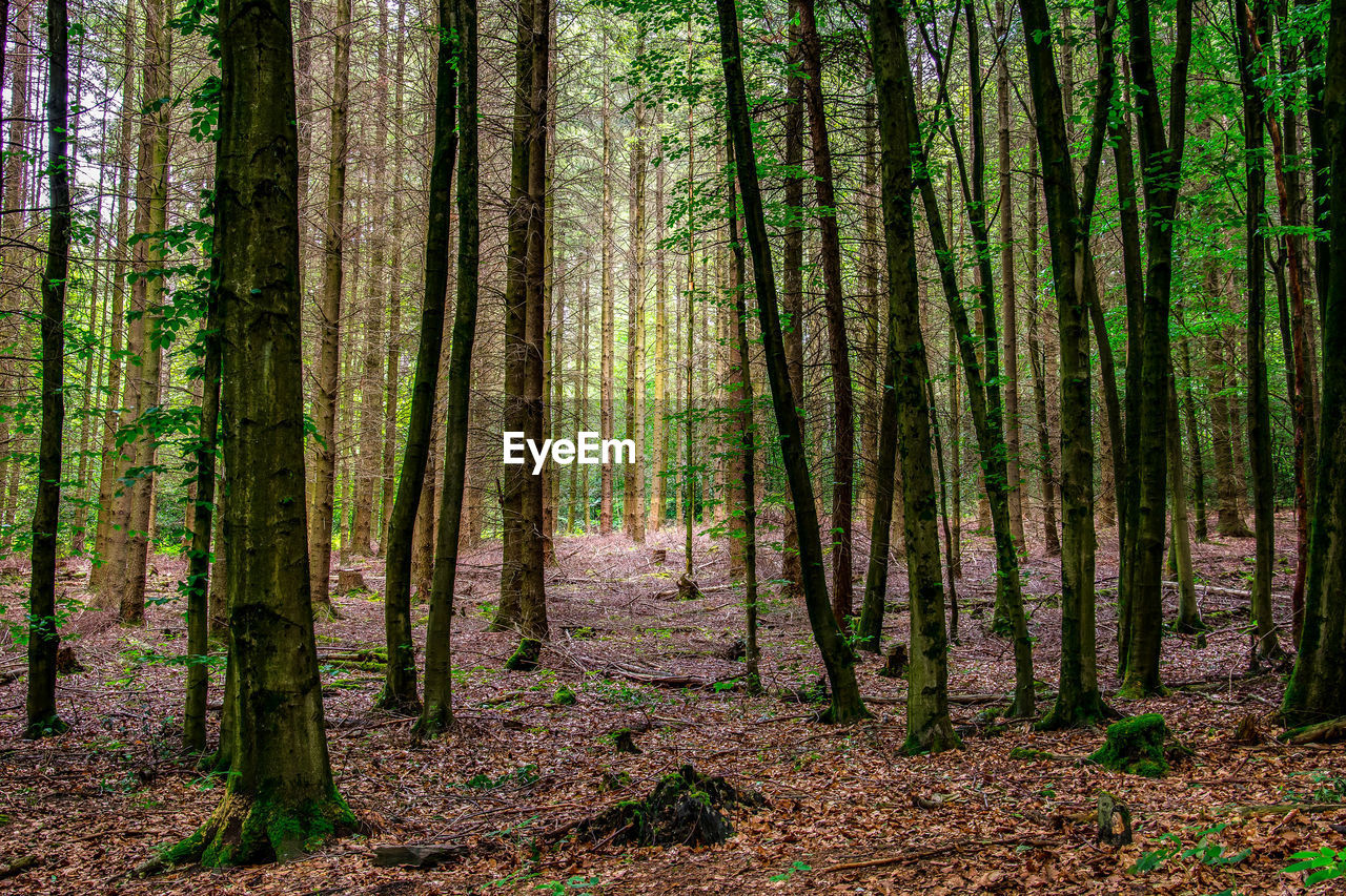 Pine trees in forest