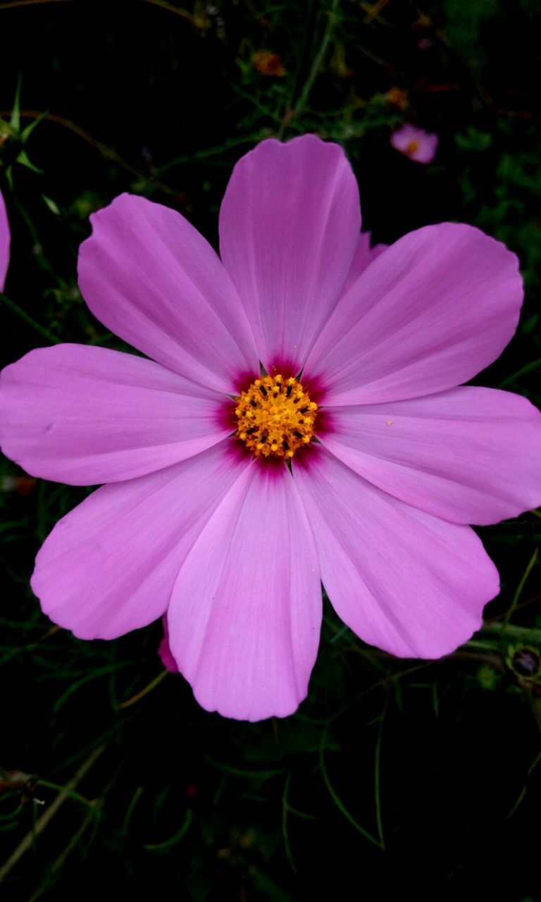 MACRO SHOT OF PINK DAISY FLOWER BLOOMING OUTDOORS