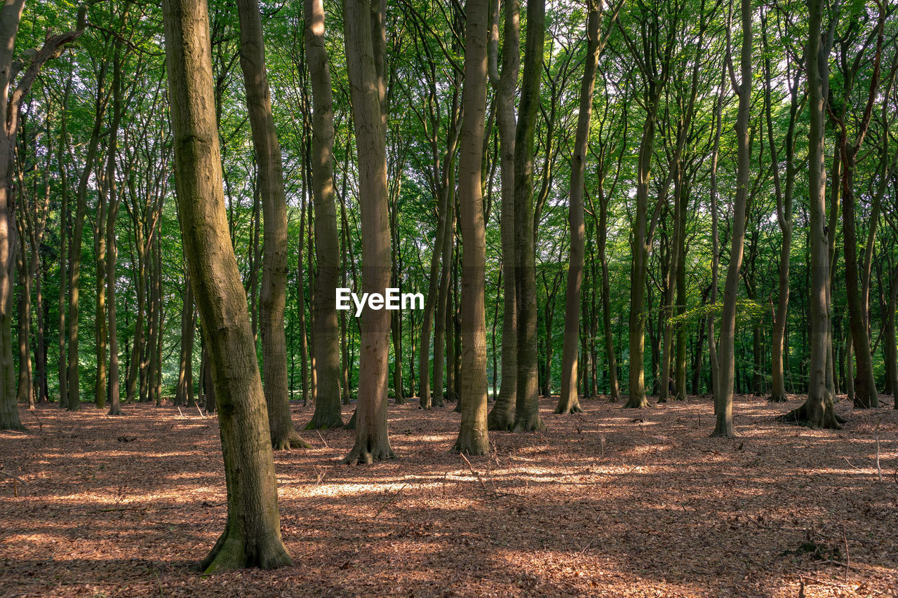 SCENIC VIEW OF FOREST